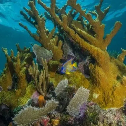 thumbnail for publication: Responsible Boating Protects Coral Reefs